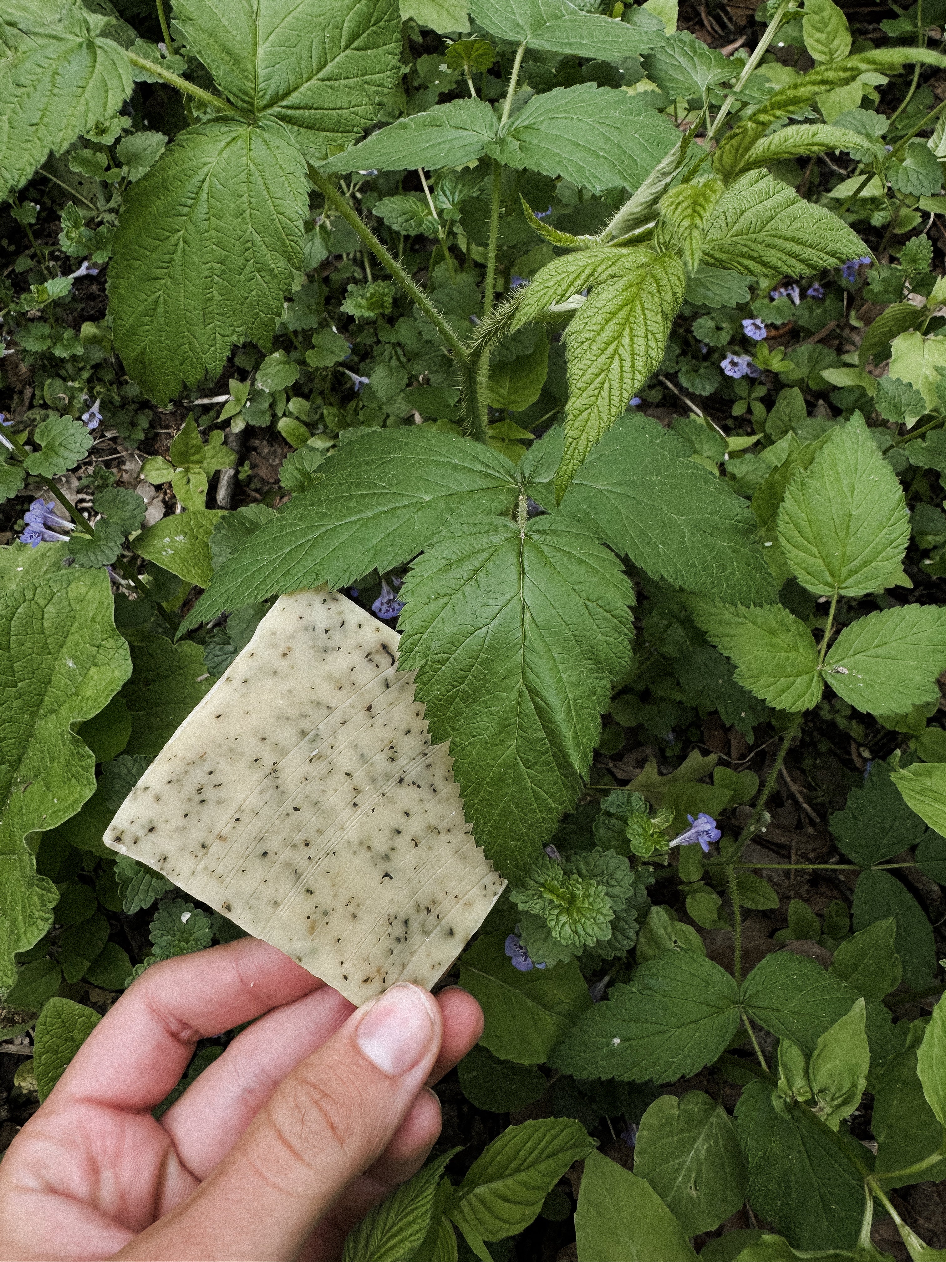 Herbal Soap