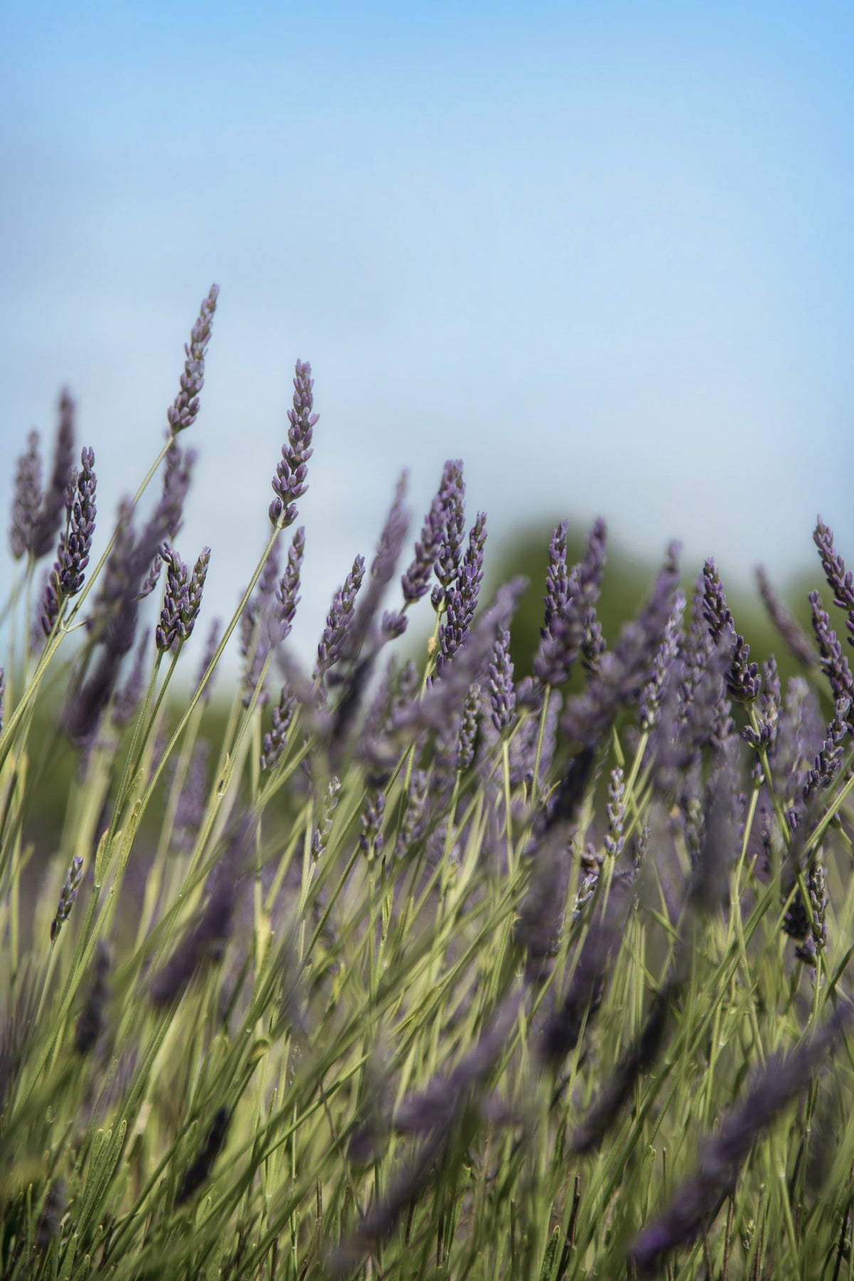 LAVENDER + GINGER SOAP