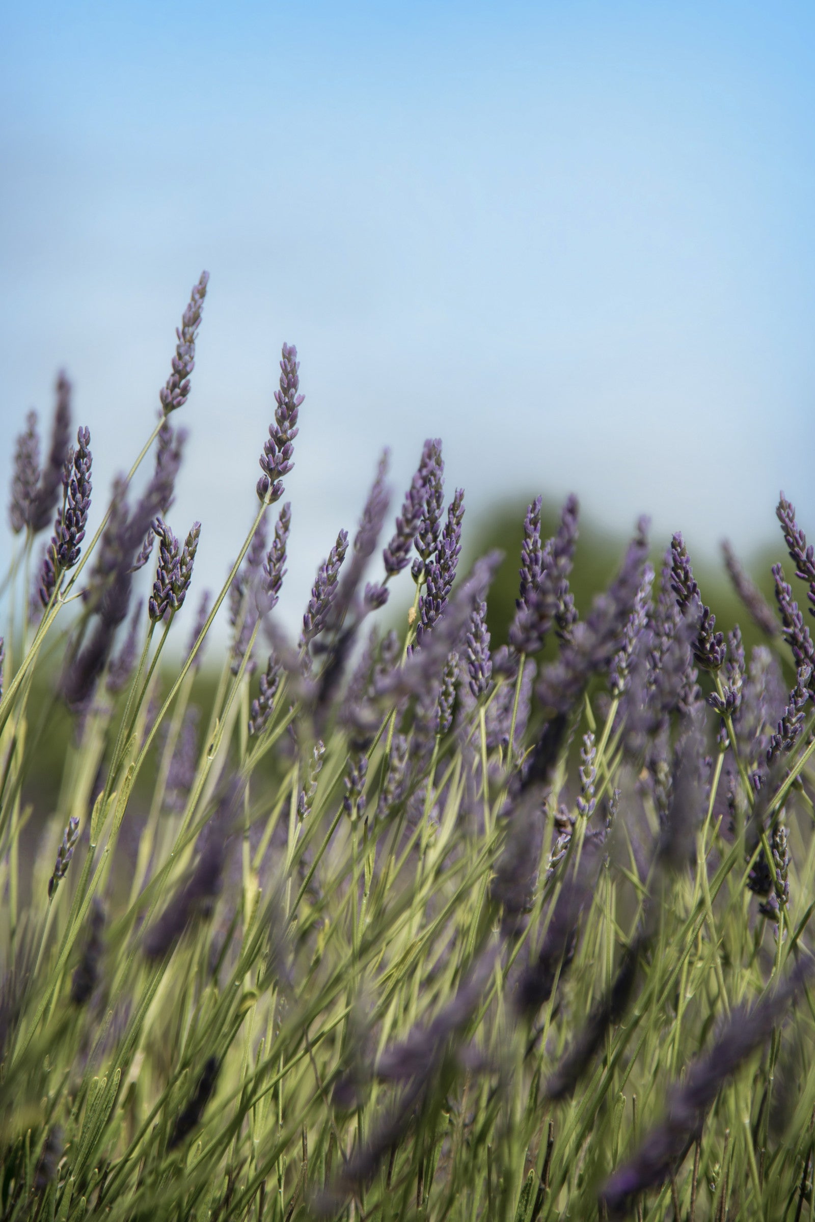 LAVENDER + GINGER SOAP